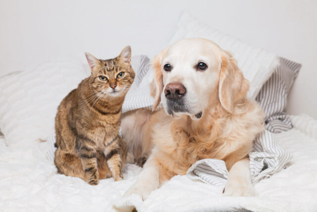 cat dog pets