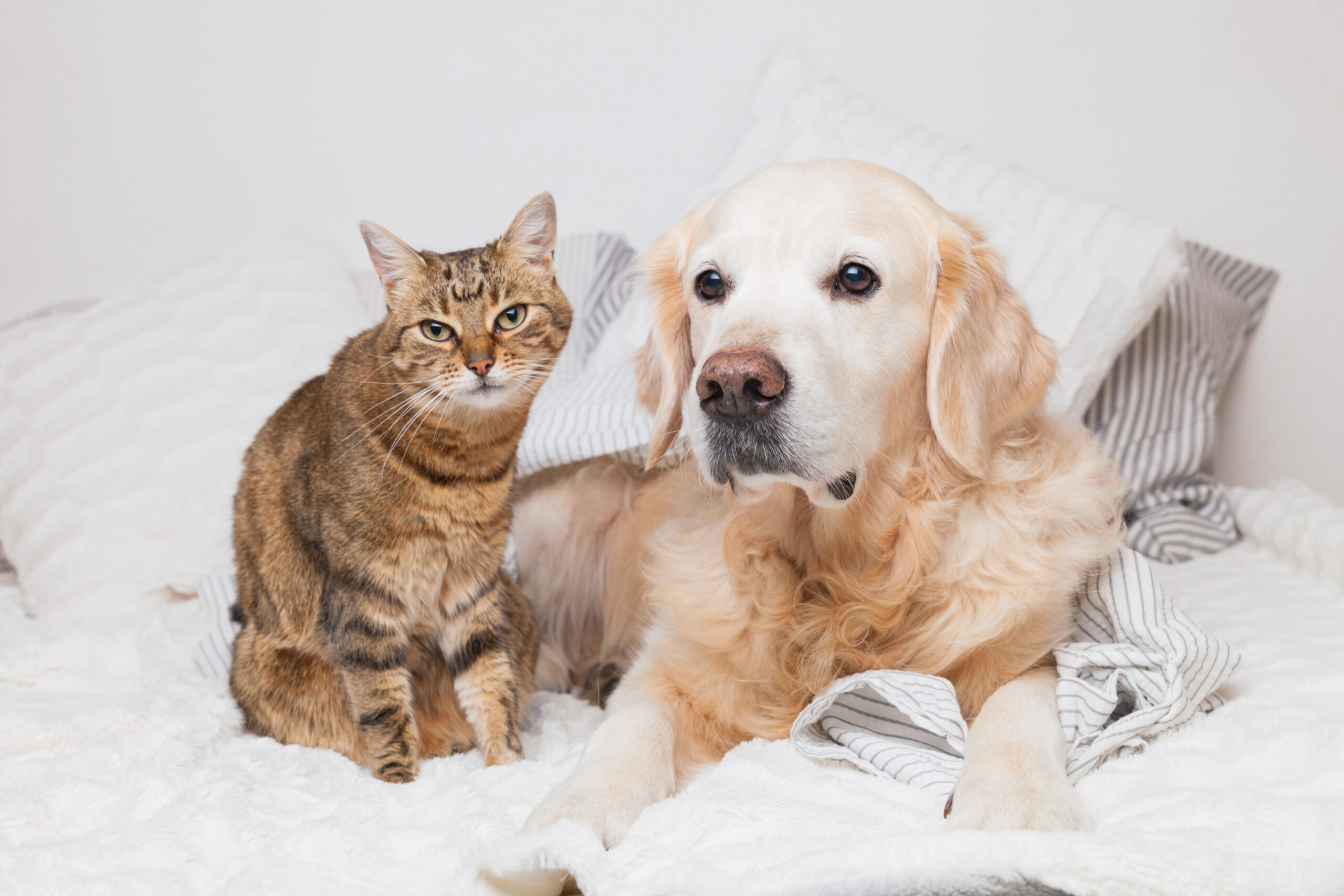 cat dog pets